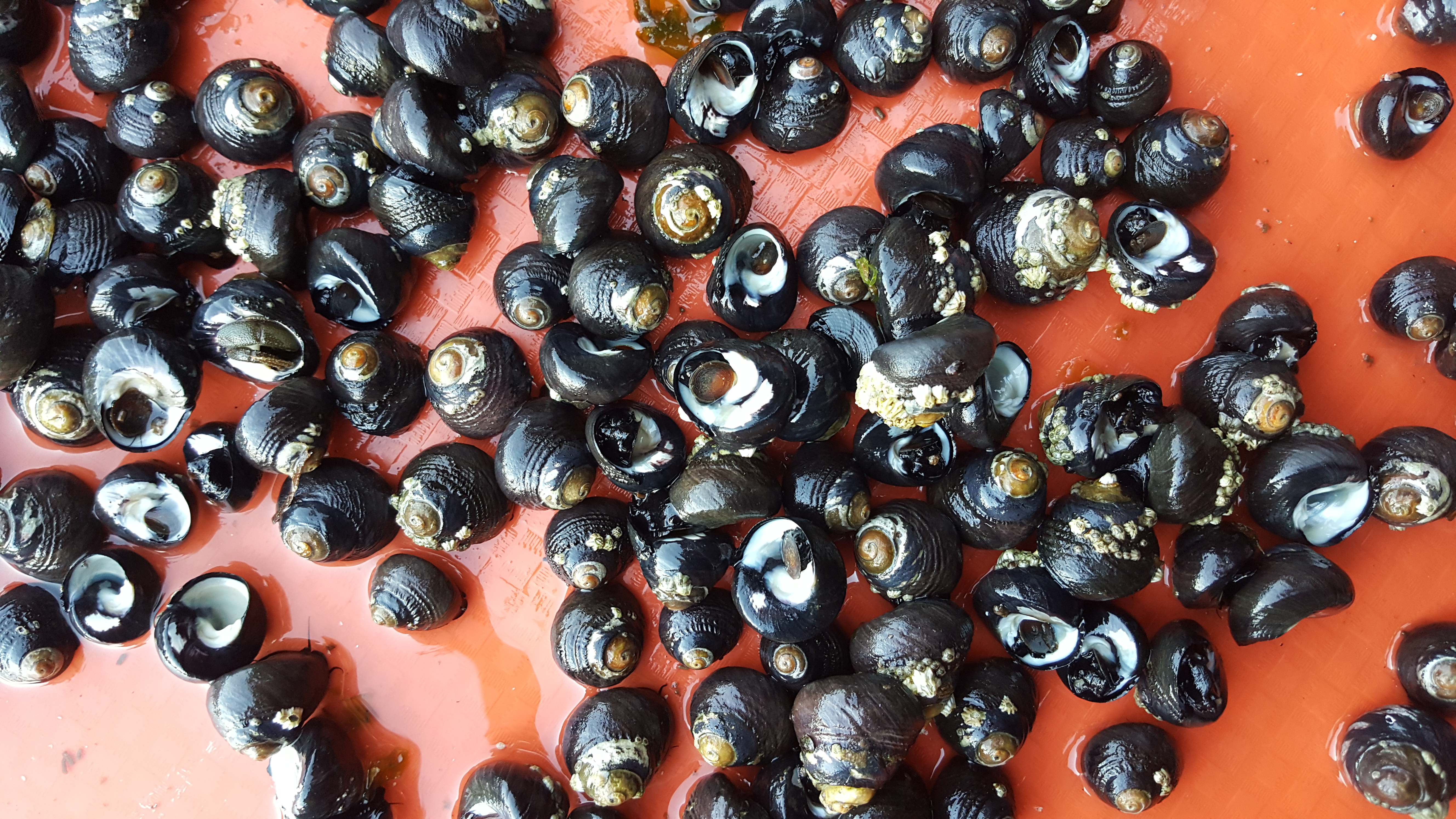 many black turban snails on a red tray ready to be measured.