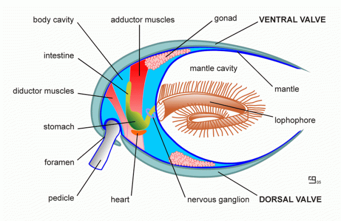 Colour outline image of an idealized brachiopod's internal anatomy, including the ventral and dorsal valves with the pedicle and pedicle foramen on the bottom of the ventral valve, mantle, mantle cavity, and the large lophophore filling the mantle cavity, and the boy cavity with the nervous ganglion, heart, stomach, intestine, adductor and diductor muscles.