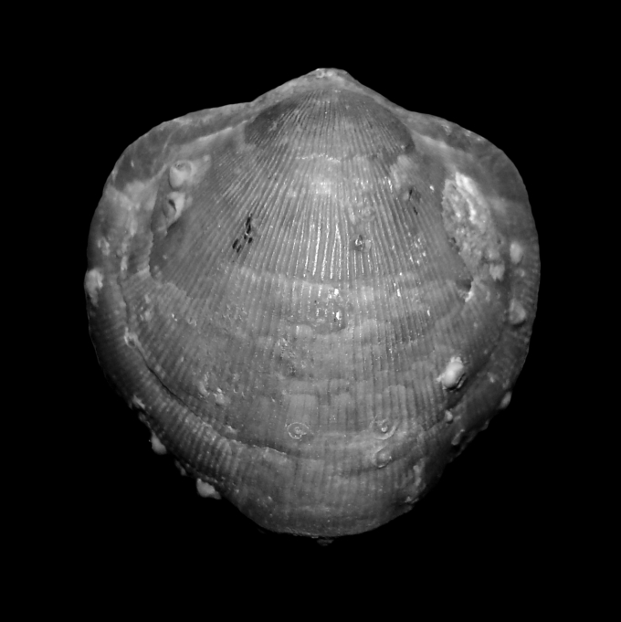 grayscale photo of an atrypide brachiopod with encrusting organisms