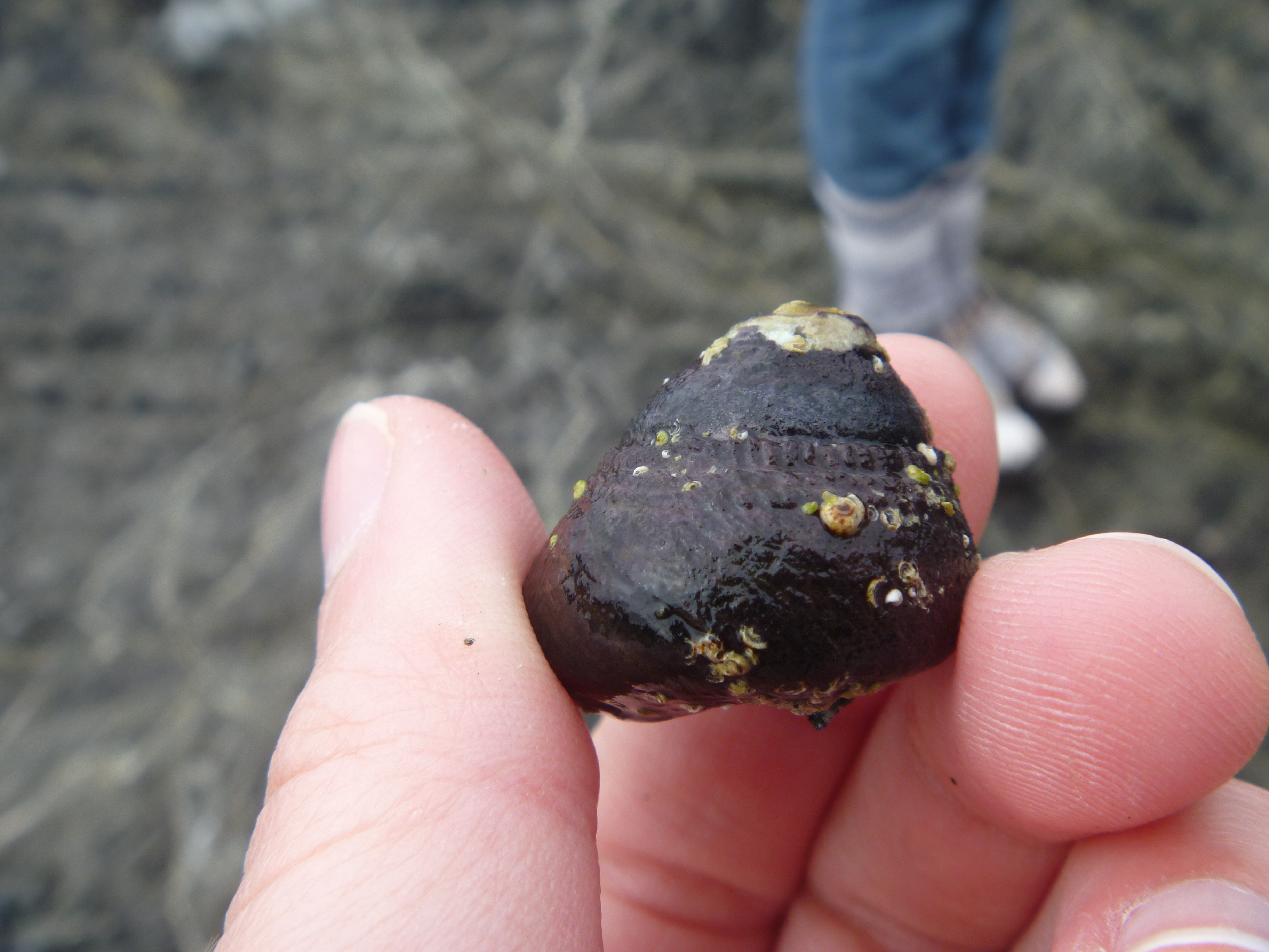 white person's fingertips holding a black turban snail about 2 cm diametre.