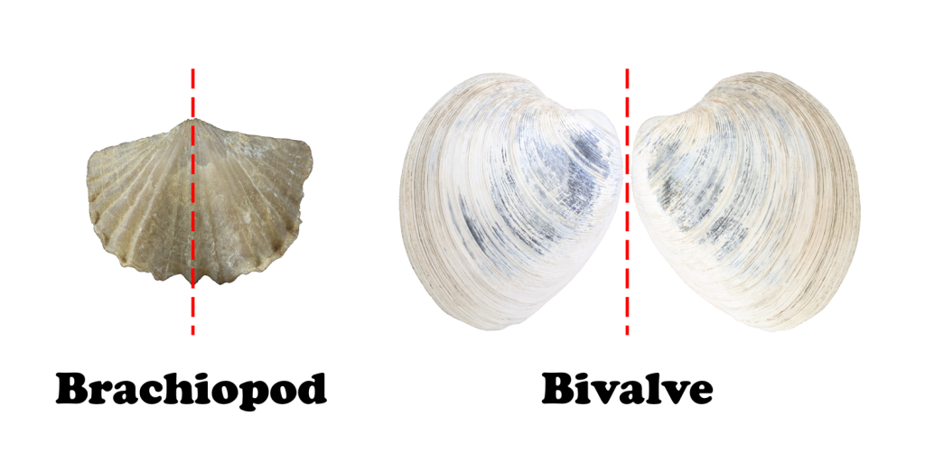 image of a brachiopod showing bilateral symmetry down the midline versus a clam showing symmetry of the valves.