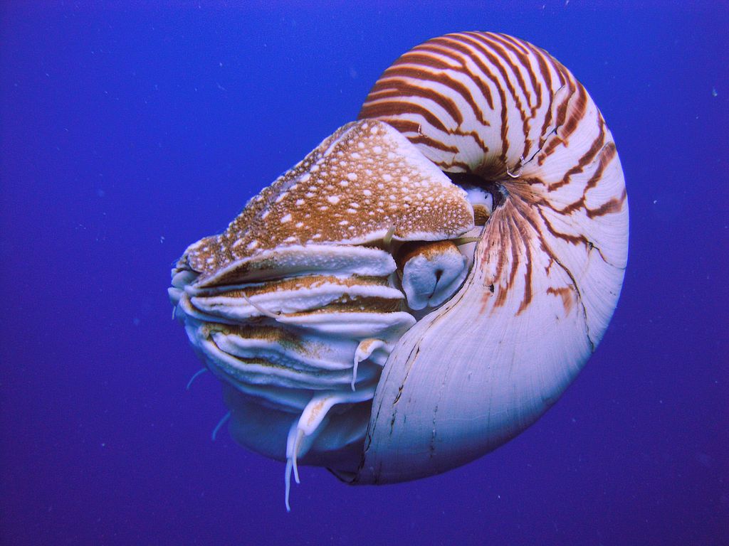 underwater photo of a Nautilus (cephalopod with a coiled shell)