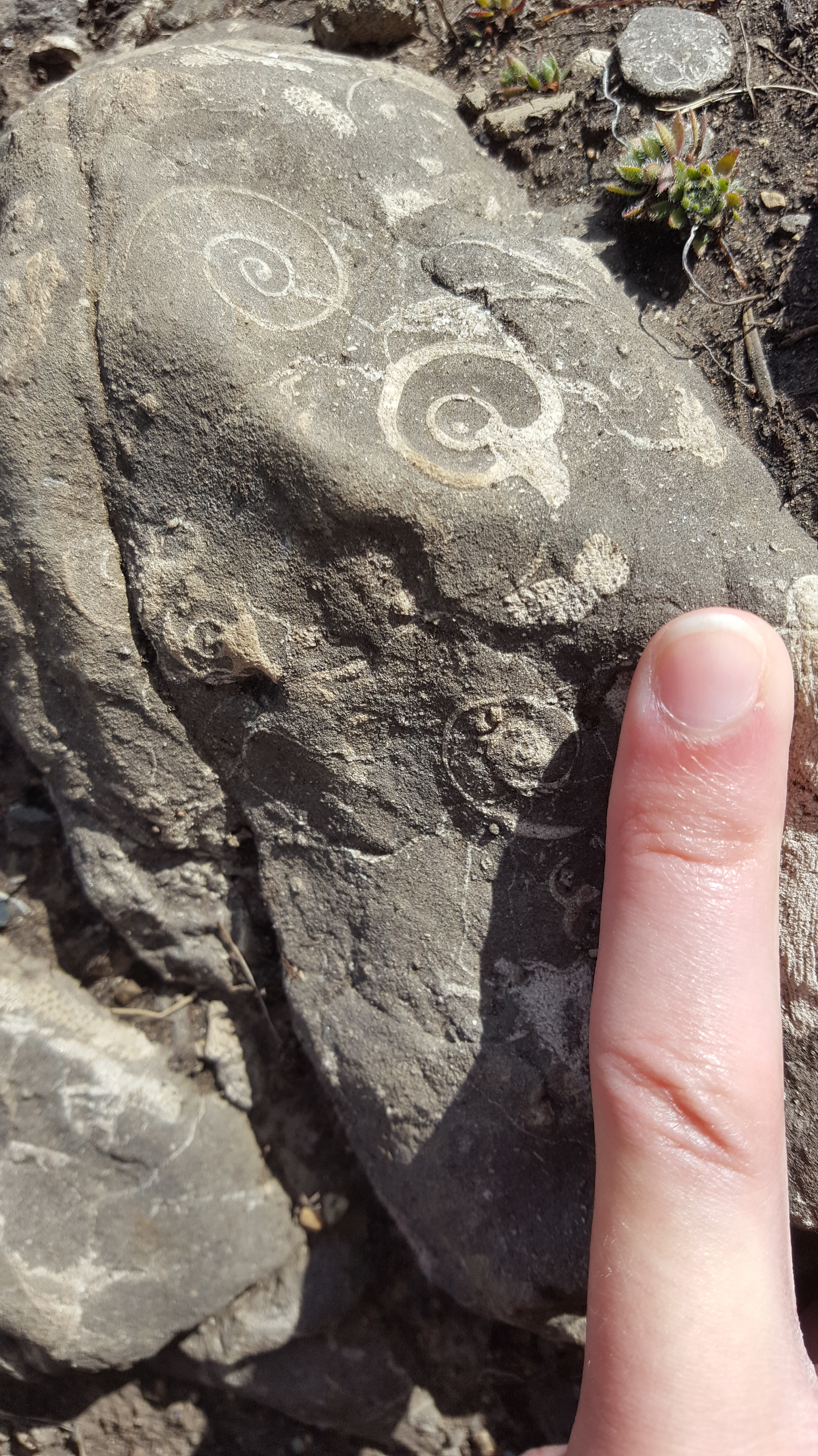 Another close up image of a rocky outcrop with a person's finger for scale with some cross sections of gastropod spirals visible. They are about 3 cm in diametre.