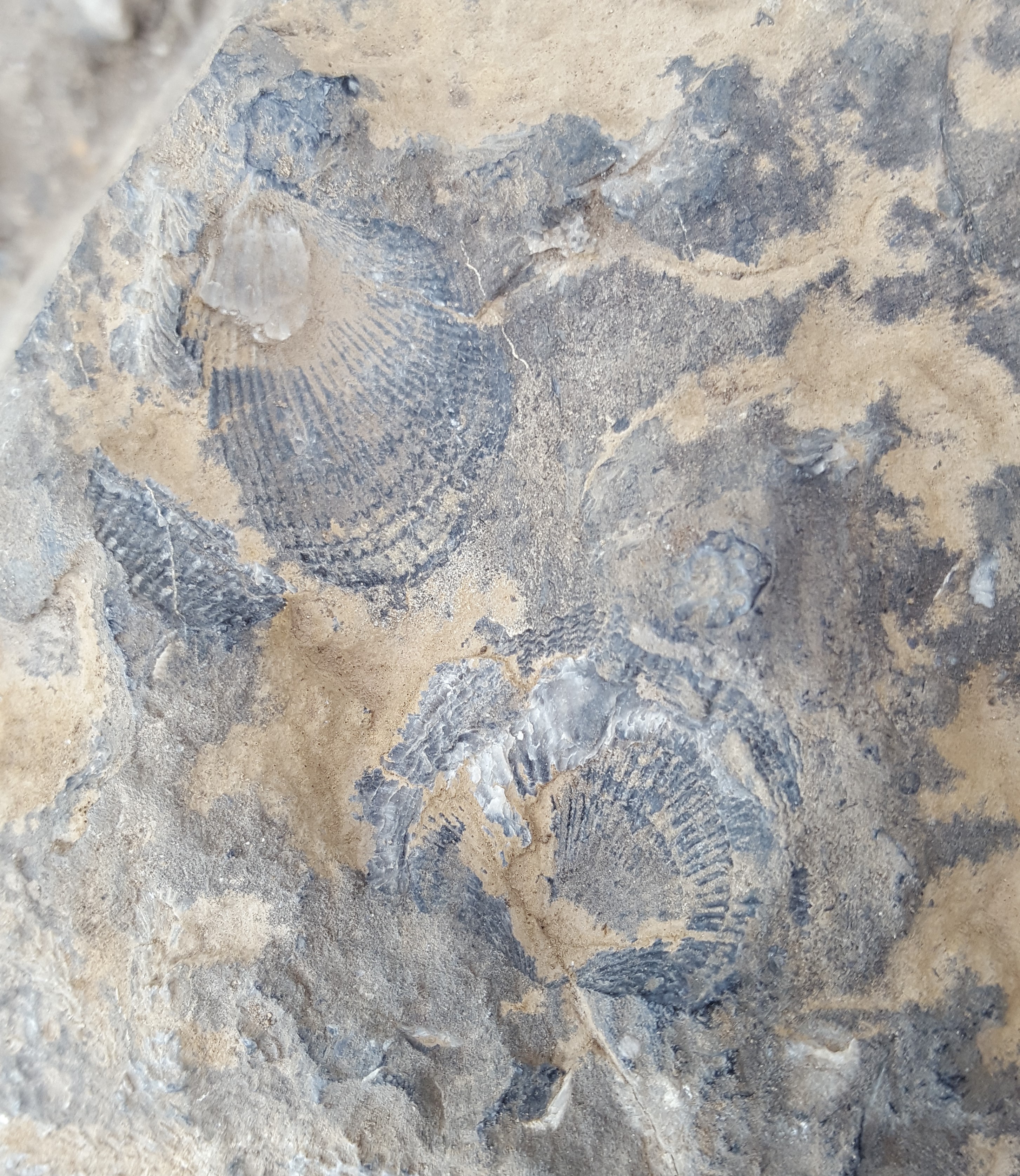 rock exposure with a few small impressions of atrypide brachiopods about 2 - 3 cm across.