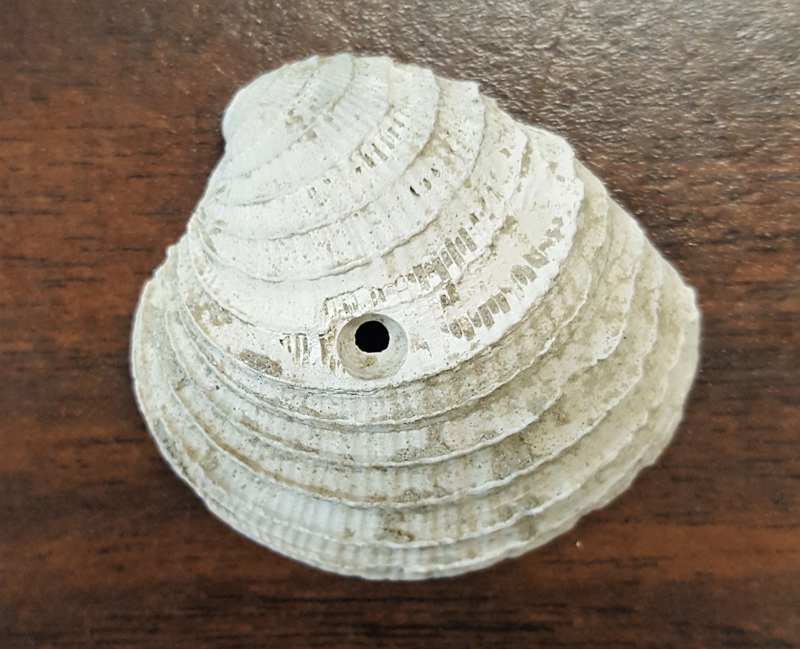 clam shell with beveled hole through the centre from a snail (shell drilling predator).