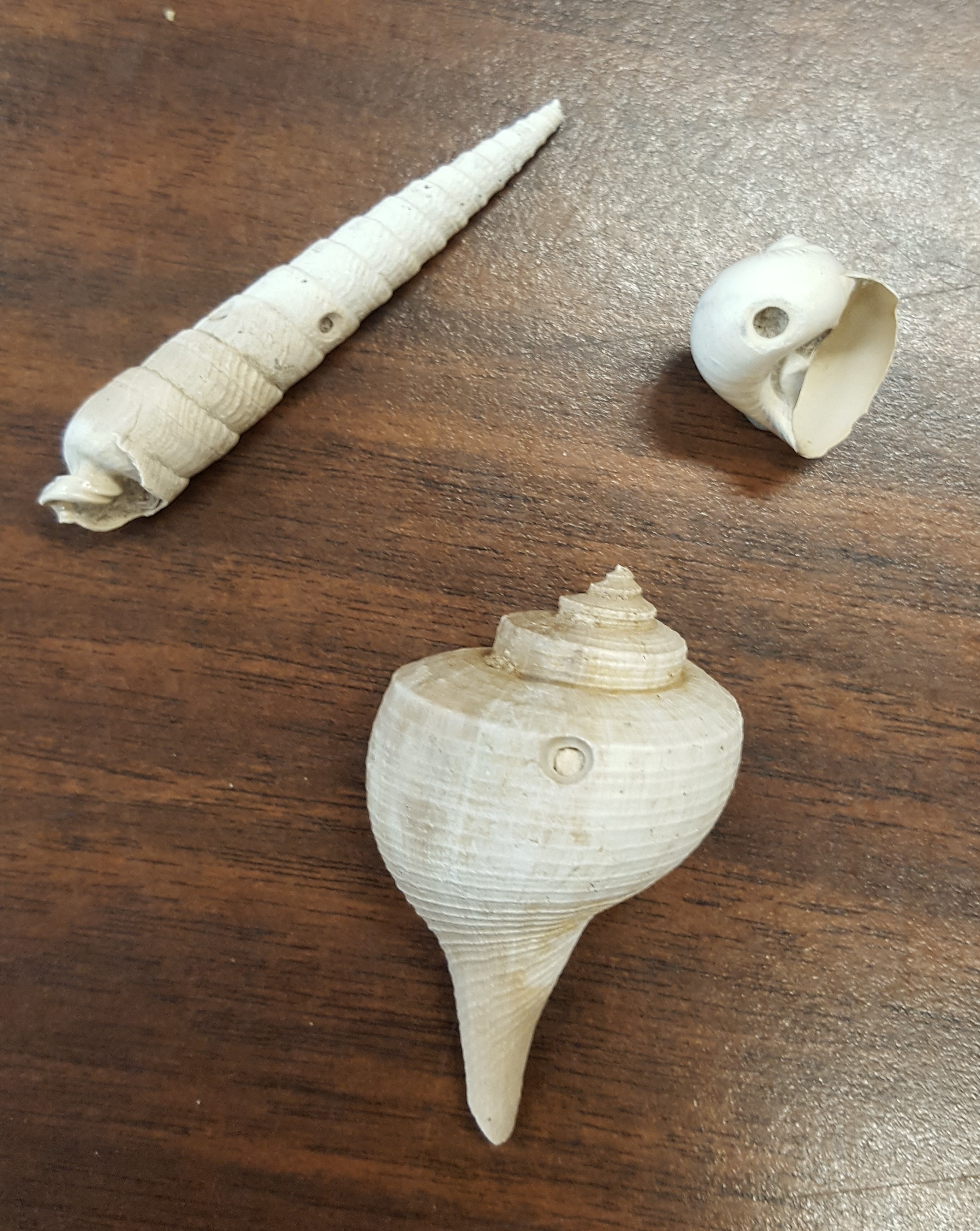 Three different species of gastropod all with beveled drill holds from a shell drilling snail predator.