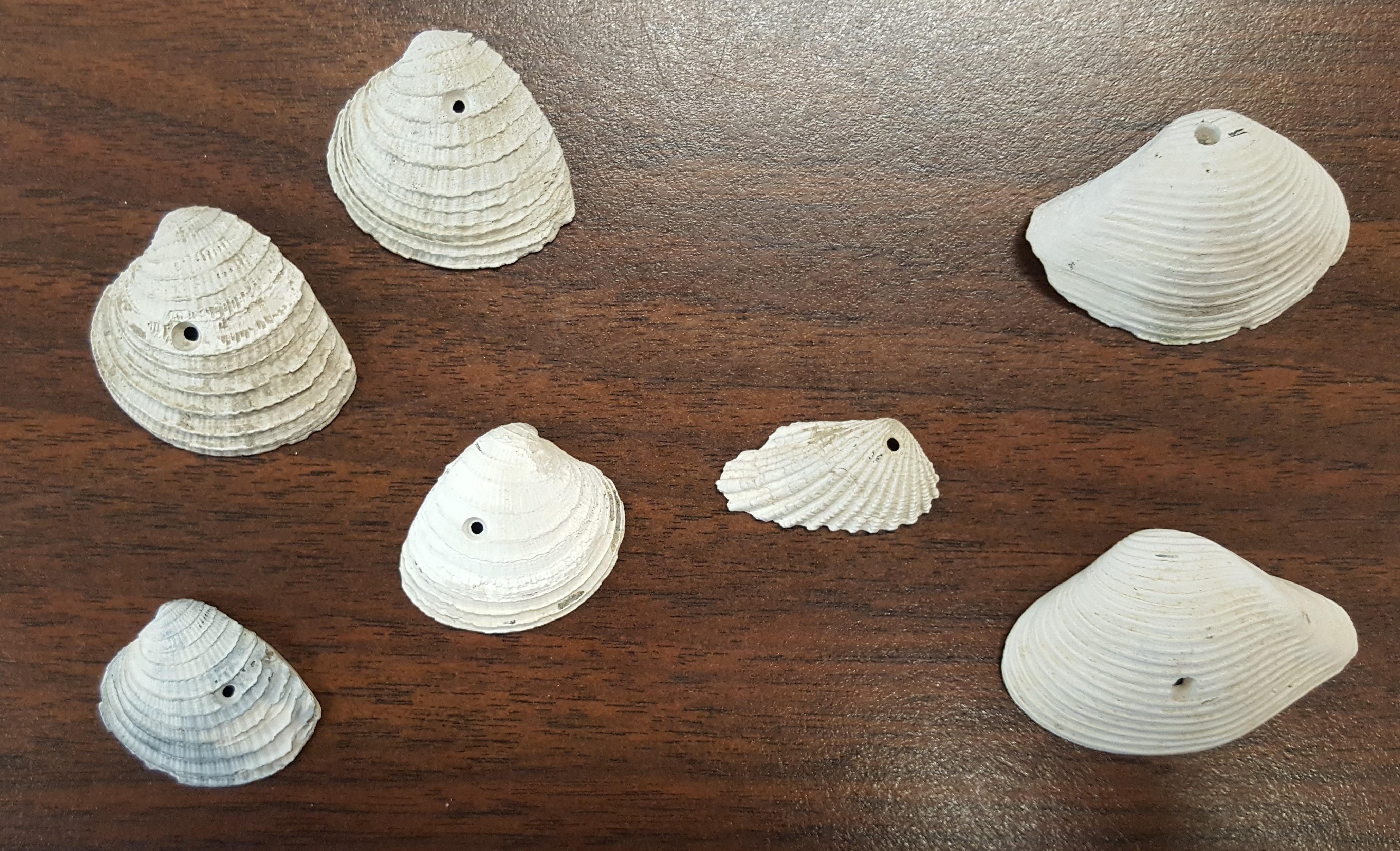 A shot of several fossil clam valves all with beveled holes through them from a shell drilling snail predator.