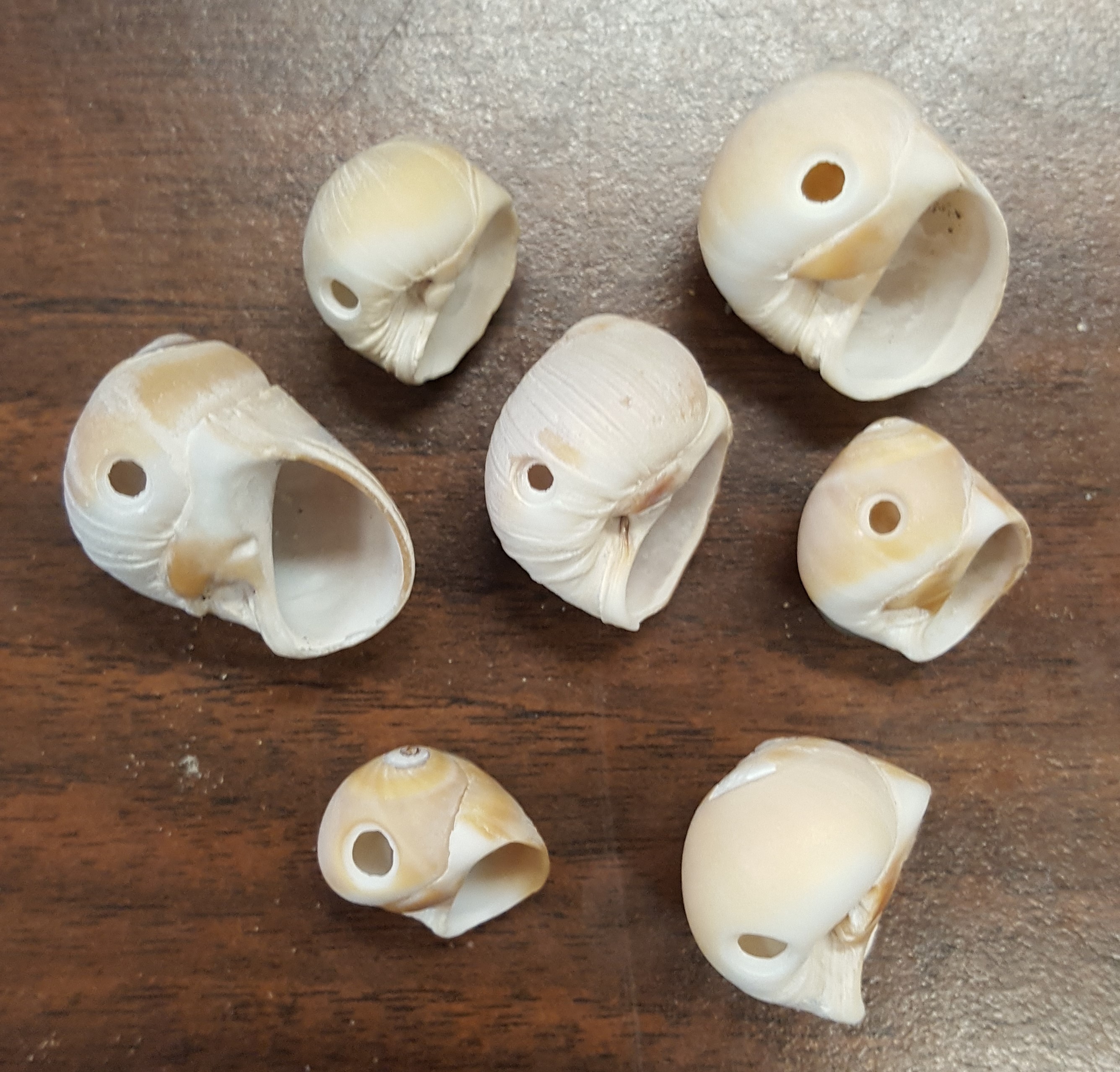 several modern naticid gastropods that all have successful beveled drill holes in a similar location on the body whorl. Note that these are smaller individuals that were likely cannibalized by larger individuals.