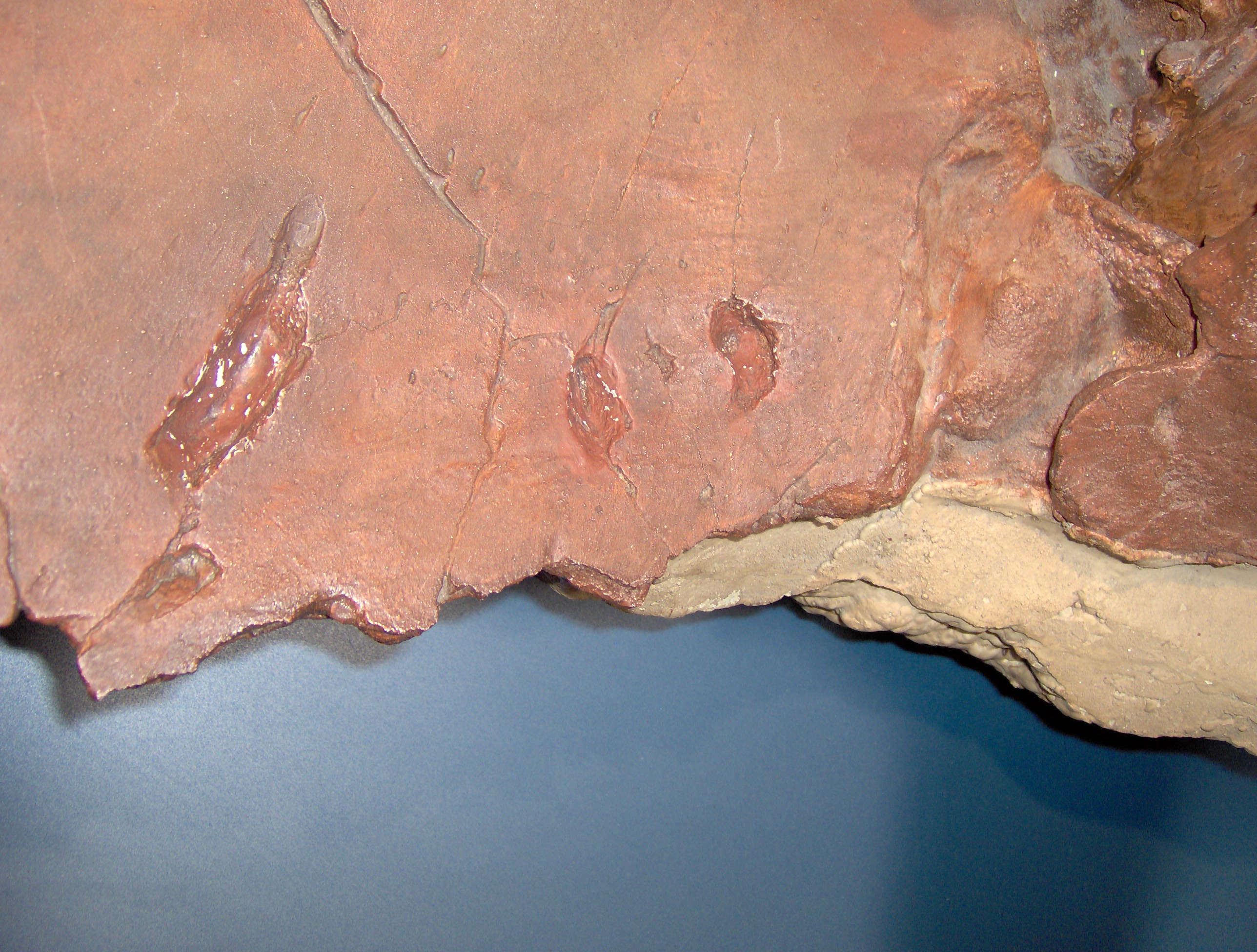 close up a section of a Triceratops frill with several puncture marks near the edge due to teeth from a predator.