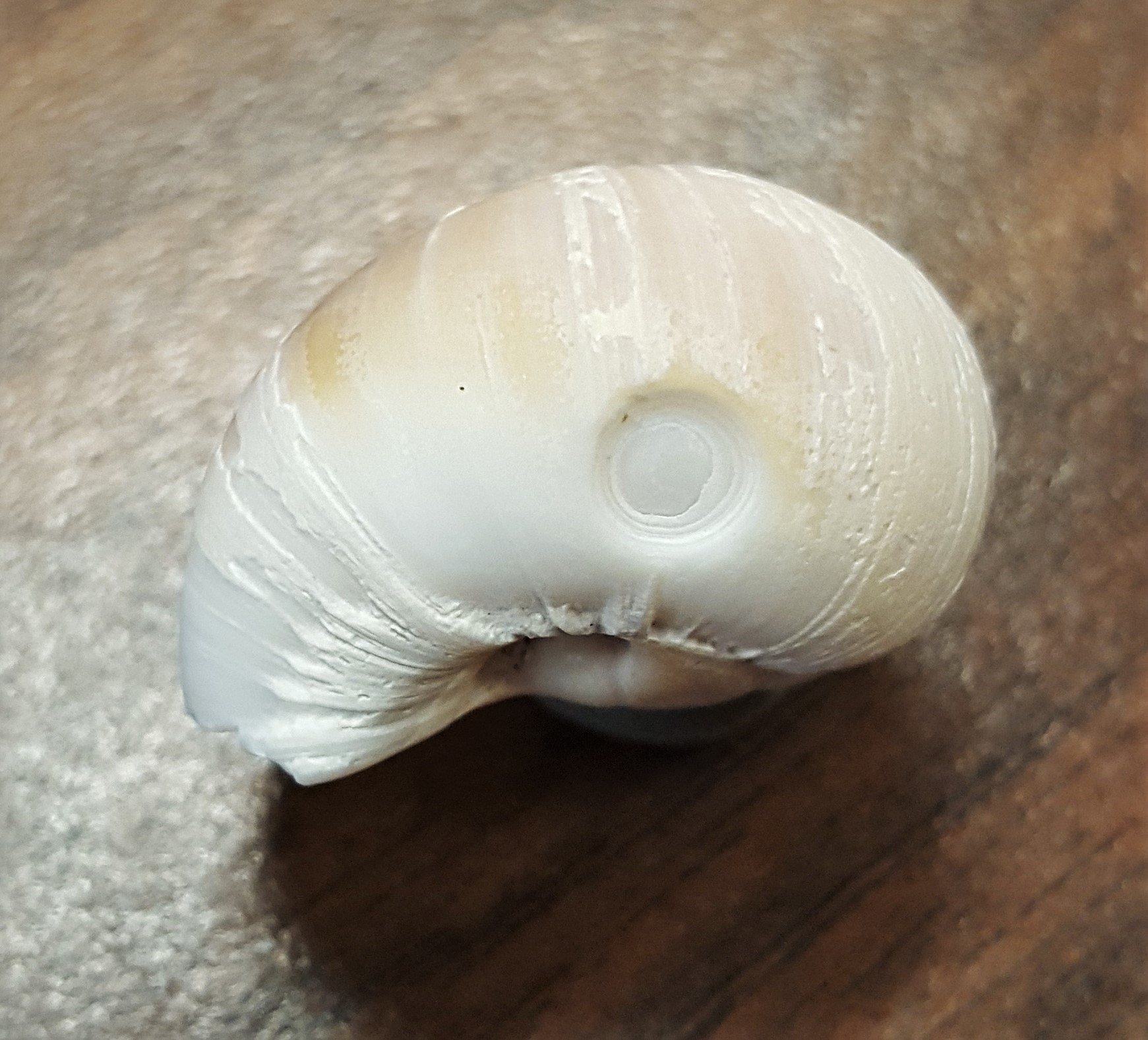 gastropod with an incomplete drill hole (beveling does not pierce entire shell).