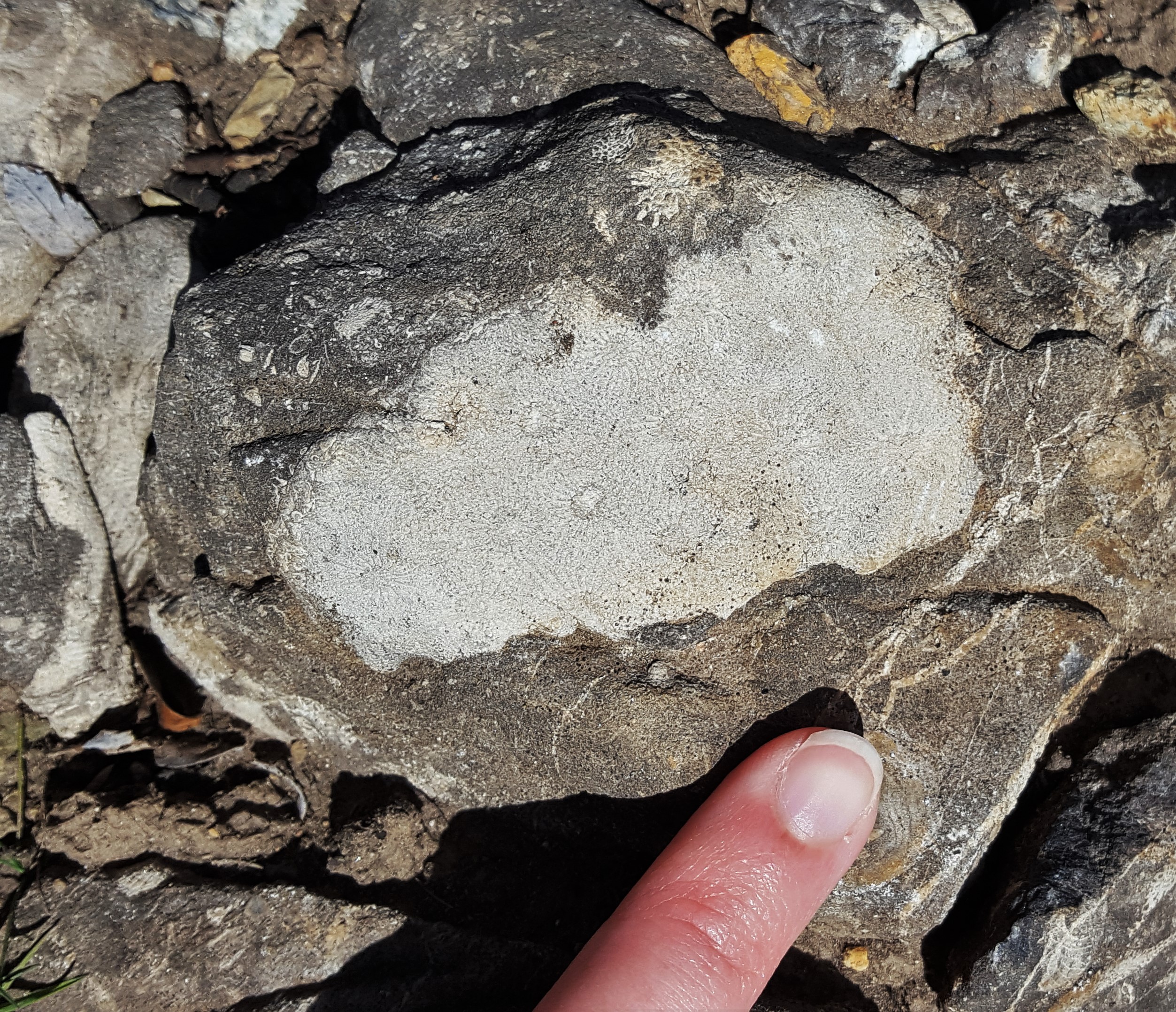 shot of a rocky outcrop with a small massive rugose coral colony with a person's finger for scale (about 4 cm across).