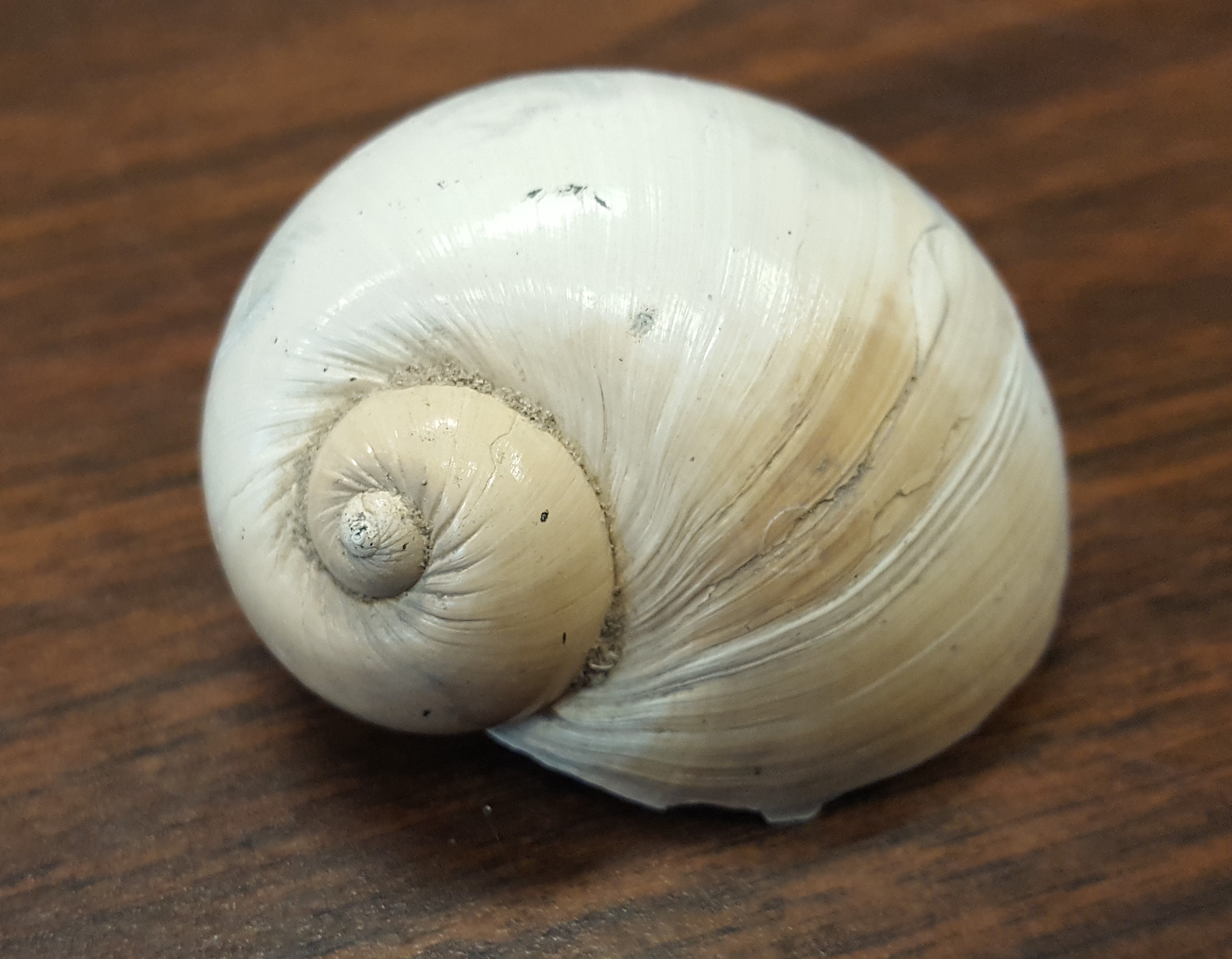 smooth shell of a round naticid gastropod (shell drilling predator)