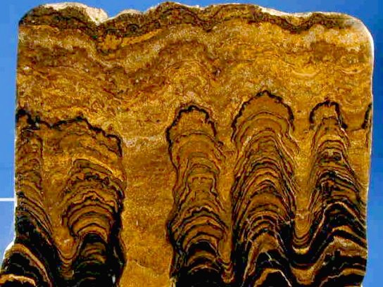 Image of cross section of stromatolite with the regular lamination visible, but the layers are not straight and instead are undulating , indicating that the mat had a lot of topographic relief and was rounded in several columns as it was built up.