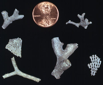 image of several small pieces of bryozoan colonies with an American penny for scale. Each colony has a different morphology, from round branching forms that look like twigs, to lacy fenestrate forms that look like shredded wheat breakfast cereal.