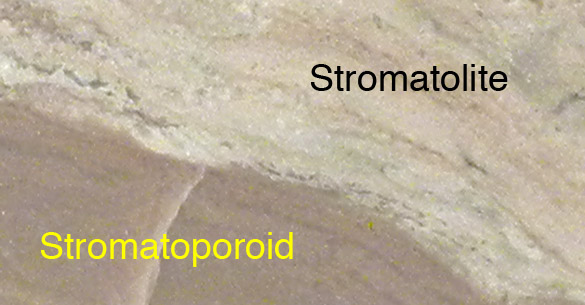 closeup shot of a cut section of rock showing top right irregular layering of a stromatolite and bottom left showing the more regular laminated structure of a stromatoporoid