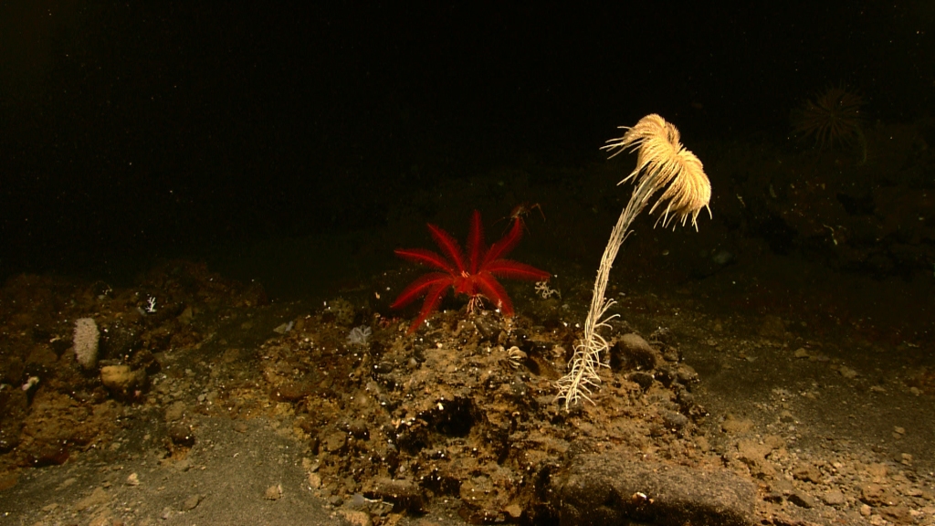 underwater image of a deep sea red stalkless crinoid next to a taller offwhite stalked crinoid.
