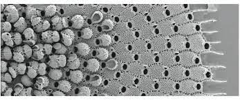 SEM image showing a bryozoan colony with rounded ovicells on left and flatter, regular zooids on right.