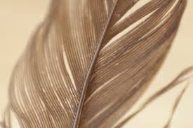 close up shot of a feather 