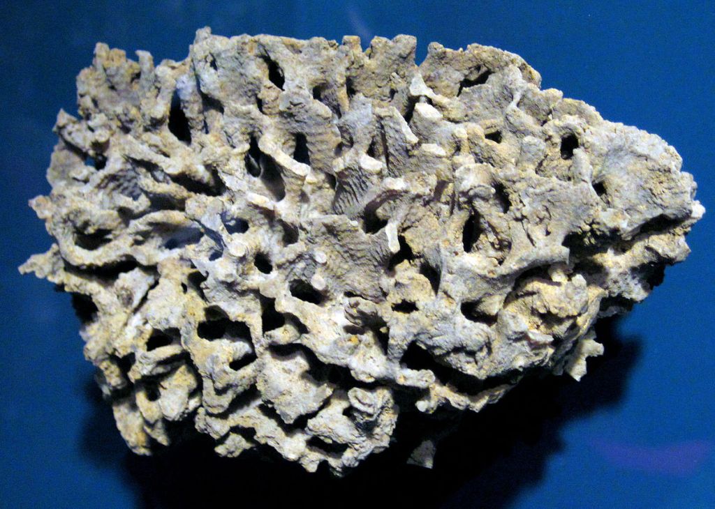 large branching structure (fossil Fistulipora colony).