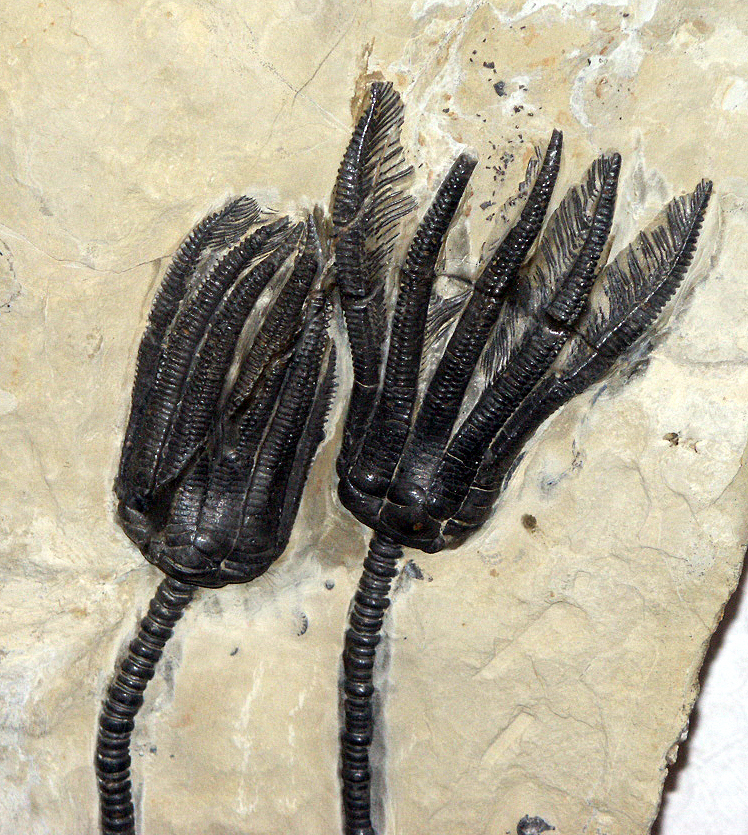 image of two fossil stalked crinoids that are fully intact and have been prepped out from a rock slab.