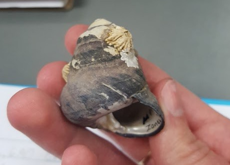 white person's hand holding a very large black turban snail (empty shell from a museum drawer). It is over 4 cm tall.