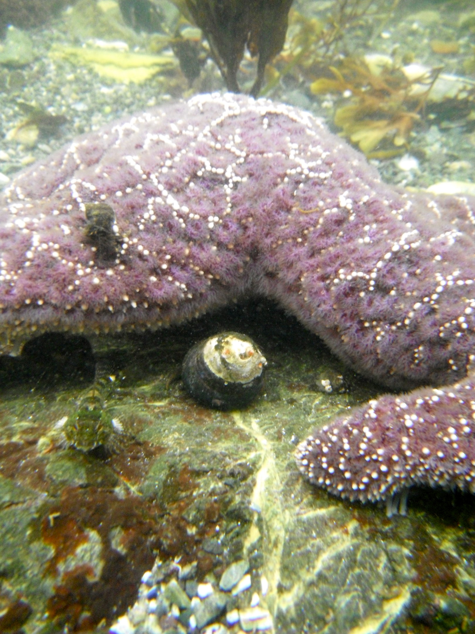 close up underwater shot of an ochre star (Pisaster ochraceus) with a small black turban snail nearby between the arms. The whole seastar does not even fit in the frame.