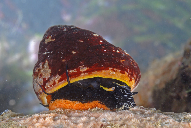 close up underwater shot of the brown turban snail that has its shell covered in a brown algae, with the aperture bright yellow/orange, and a black foot with yellow edges crawling on the ocean floor.