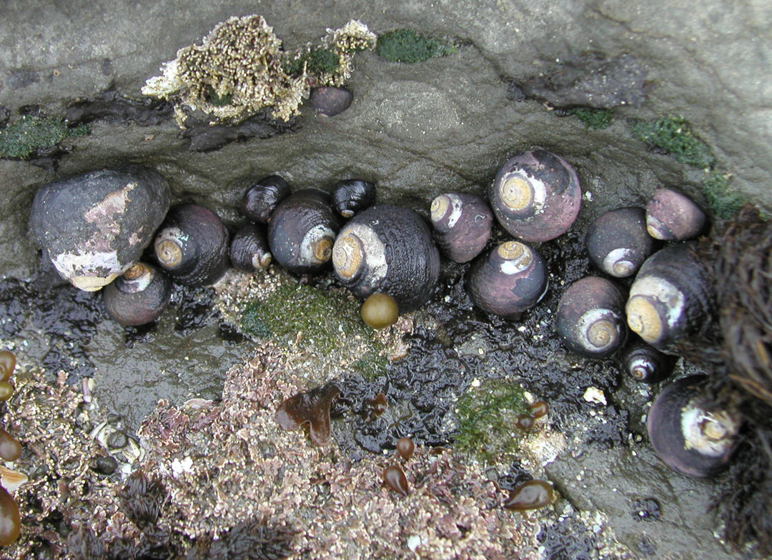 shot of several black turban snails clustered at the base of a rock at low tide (out of the water).