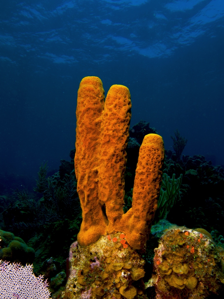 underwater image of a tall columnar sponge with three stacks/tubes that is yellow/orange in colour.