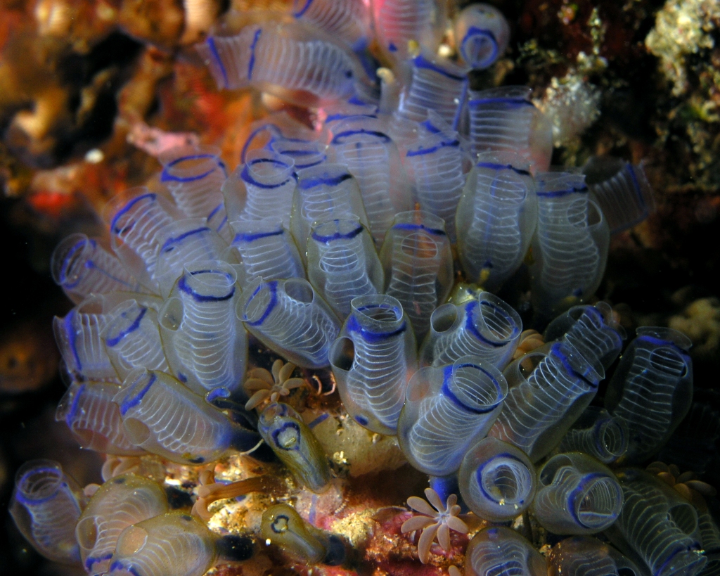 underwater shote of transparent colonial tunicates with white bands/rings up the body, and a blue branchial siphon colour band.