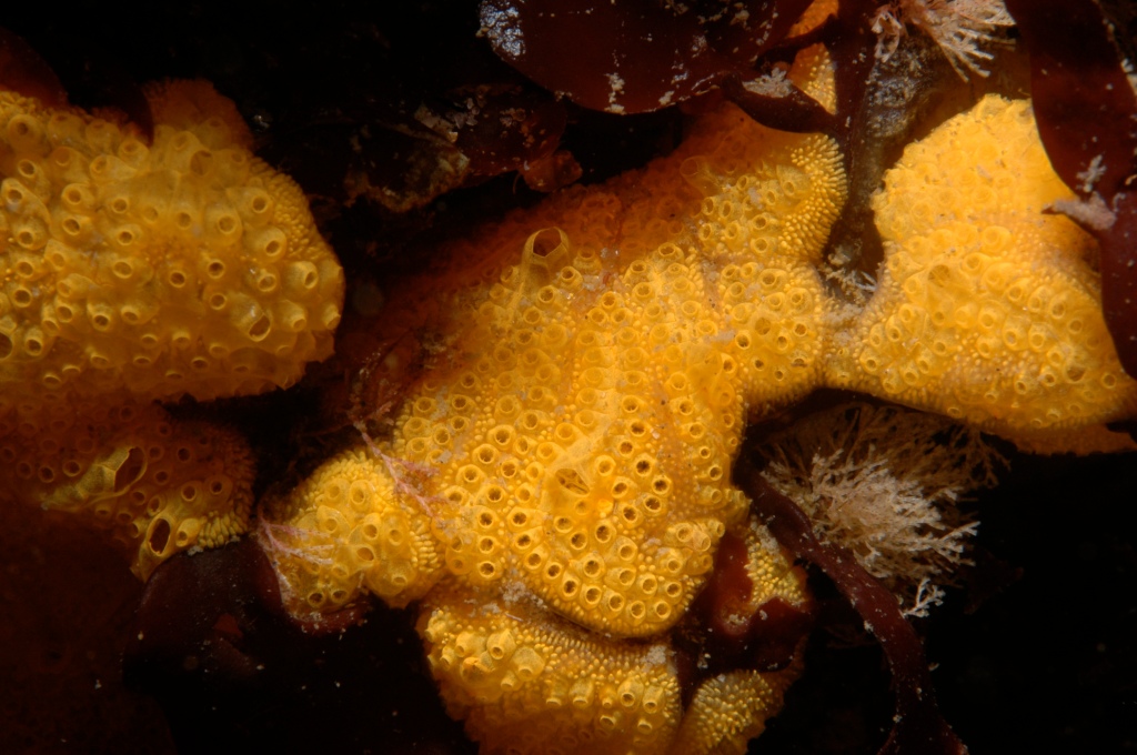 underwater image of yellow colonial tunicate