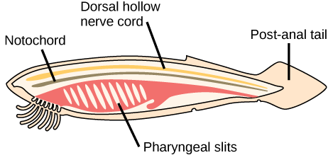 figure of an idealized chordate that highlights the notochord, dorsal hollow nerve cord running along the dorsal length of the animal above the notochord, a post anal tail to the right of the notochord and nerve cord, and pharygeal slits on the ventral side of the animal near the left side.