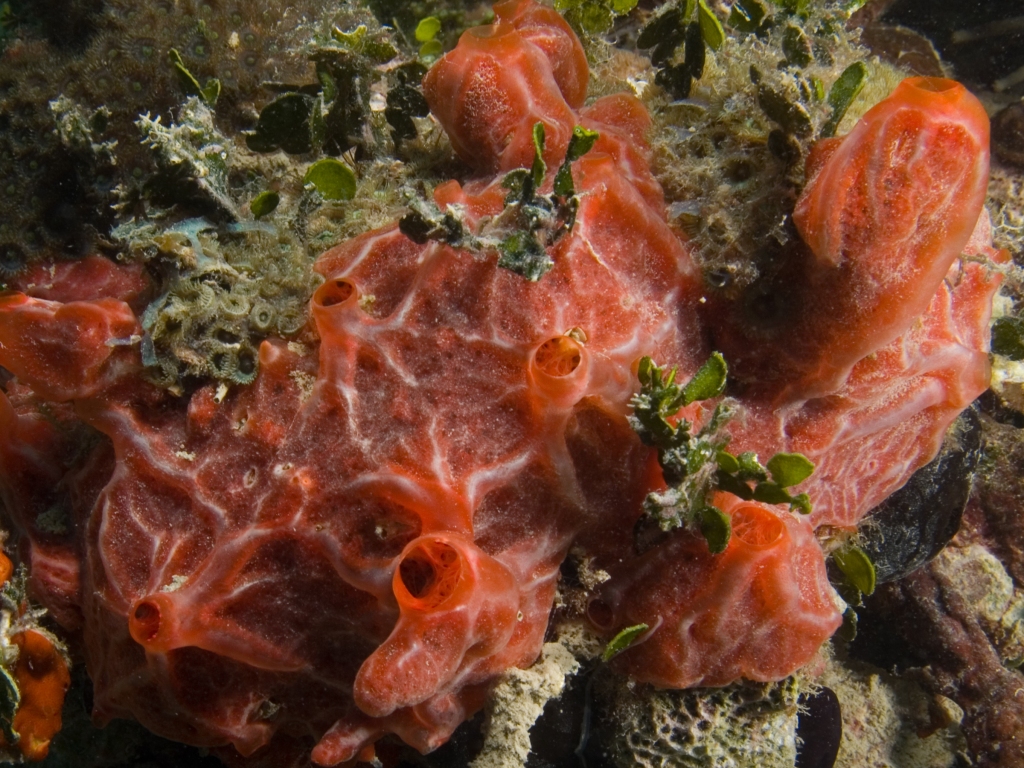 underwater image of red encrusting sponge