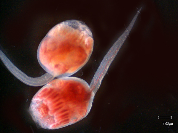microscope image of two tunicate tadpoles with long "tails"