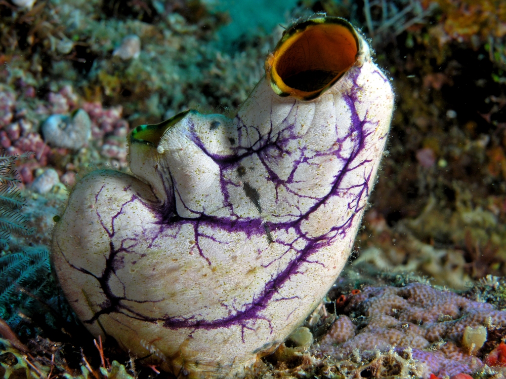 underwater image of solitary tunicate that is mostly offwhite with purple venation patterns and yellow interior