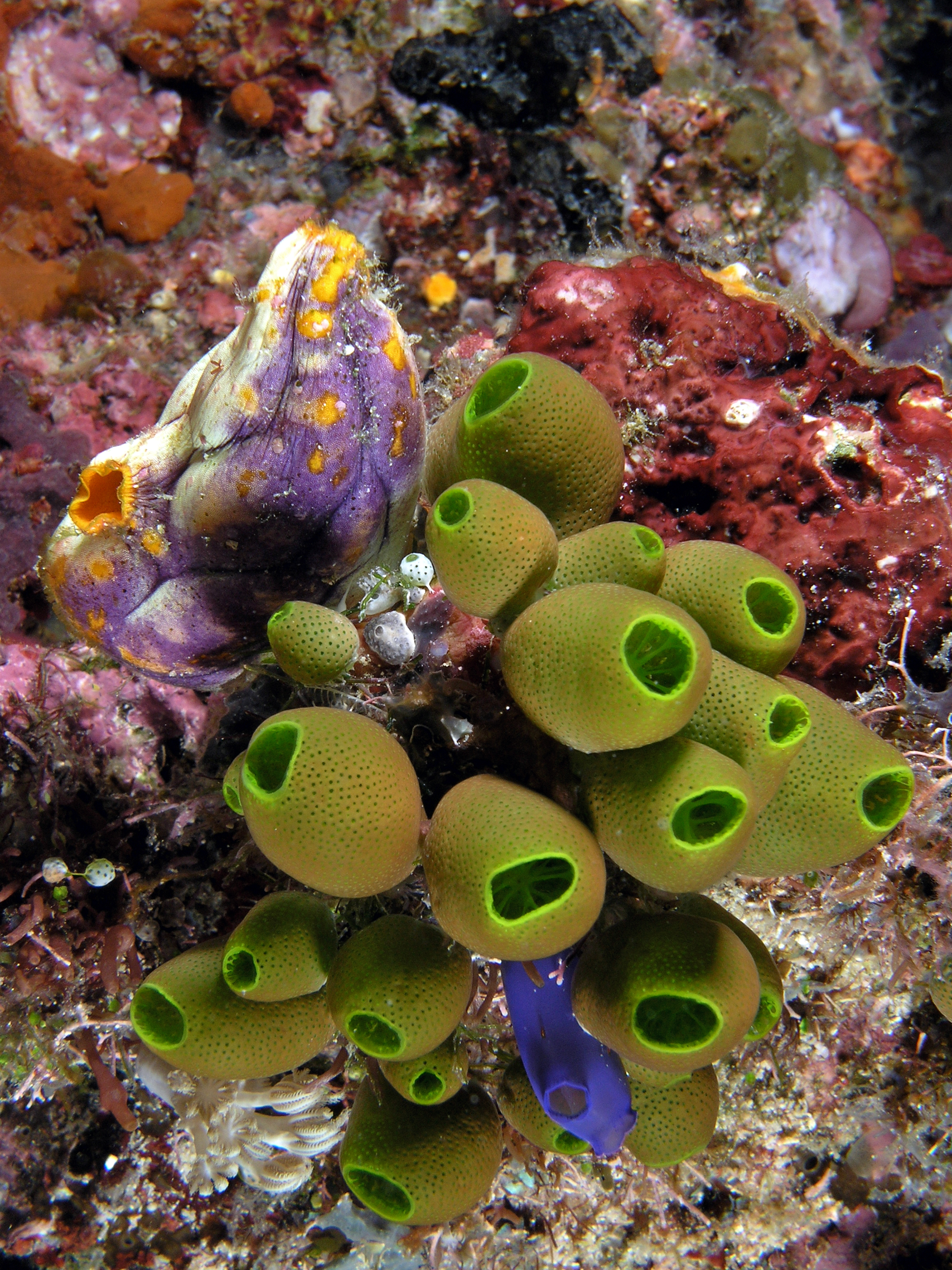 underwater image of tunicates and sponges, including a orange, purple, and offwhite multicoloured species, and vibrantly royal blue one set in amongst bright green sponges.