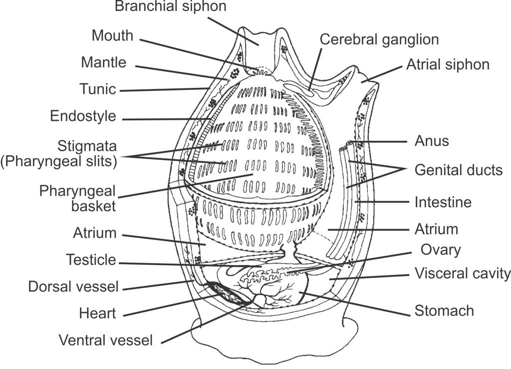 black and white outline diagram of a tunicate with anatomy labelled. Labels from top to bottom include: branchial siphon, mouth, cerebral ganglion, atrial siphon, mantle with tunic on outer edge of animal, short endostyle, stigmata (pharyngeal slits) surrounding the large pharyngeal basket, anus and genital duct at the end of the intestine, with ovary, testicle, and stomach near bottom, open mantle cavity space labelled as atrium, with the heart, ventral and dorsal vessels, and reproductive organs all contained in the visceral cavity. 