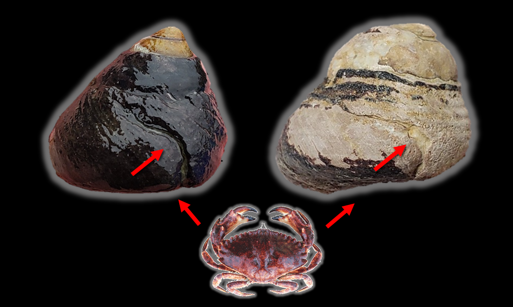 Living (left) and fossil (right) snails showing repair scars from crab attacks.