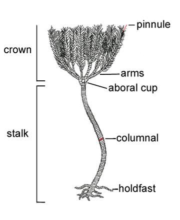black and white outline image of stalked crinoid with anatomy labelled. Includes pinnules marked in red, arms, allocated as the crown, and the aboral cup at the base of the arms, followed by the stalk and holdfast at the base, with an individual columnal highlighted in red. 